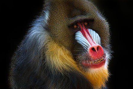 Mandrill 