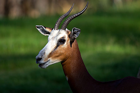 Mhorr`s Gazelle 
