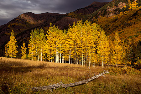 Log and yellow Aspen trees in Maroon Bells, Colorado 