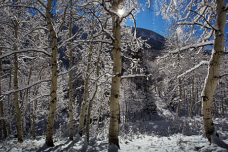 Snowy Trees in Maroon Bells, Colorado 