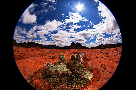 Fisheye view of Prickly Pear Cactus in Sedona 