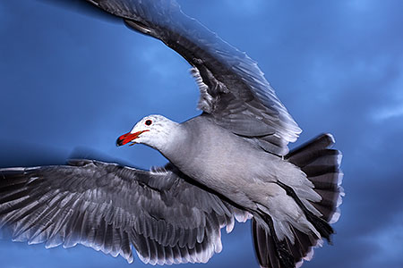 Seagulls at Aliso Creek Beach, California 