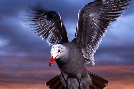 Seagulls at Aliso Creek Beach, California 