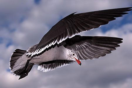 Seagulls by Carlsbad, California 