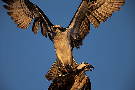 Osprey in Irvine, California 
