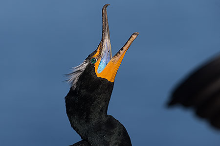 Double Crested Cormorant in breeding plumage in La Jolla, California 