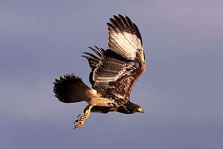 Harris Hawk in Superstitions 