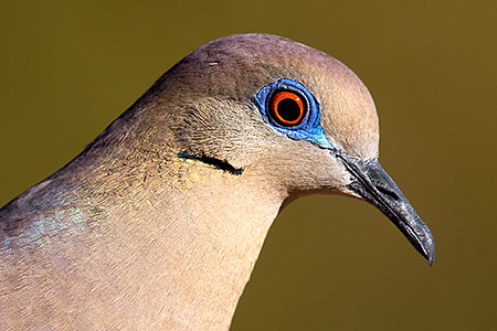 White Winged Dove in Tucson 