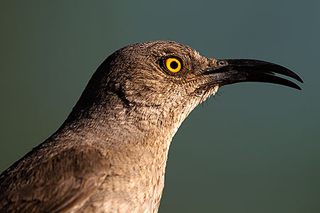 Curved Bill Thrasher in Tucson 