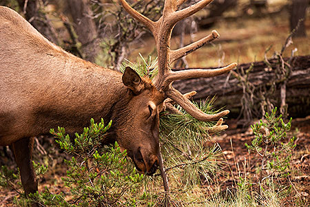 Elk in Grand Canyon 