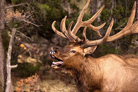 Elk in Grand Canyon 