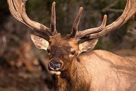 Elk in Grand Canyon 