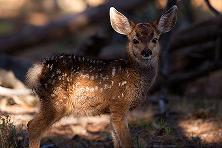 Deer in Grand Canyon 