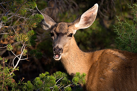 Mule Deer in Grand Canyon 