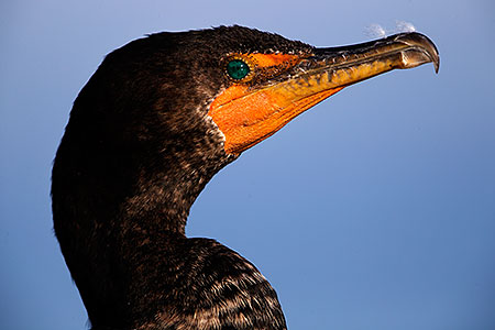 Cormorant in California 
