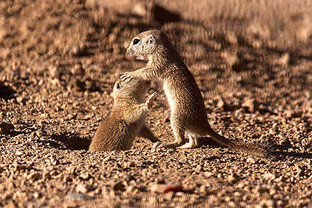 Round Tailed Ground Squirrels in Tucson 