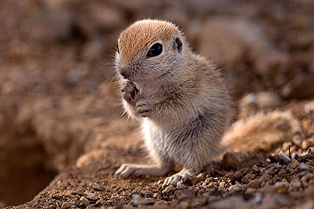 Round Tailed Ground Squirrels in Tucson 