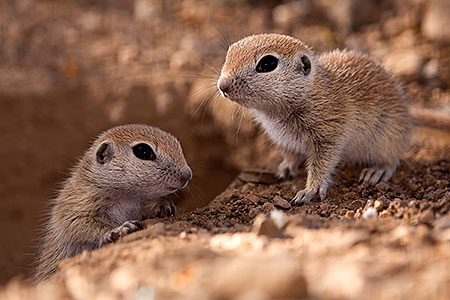 Round Tailed Ground Squirrels in Tucson 