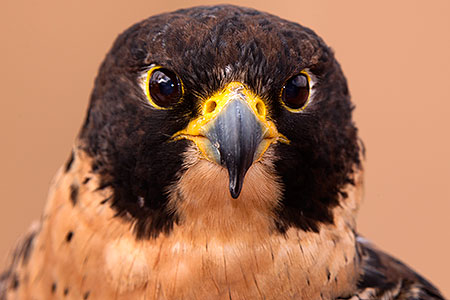 Peregrine Falcon in Tucson, Arizona 