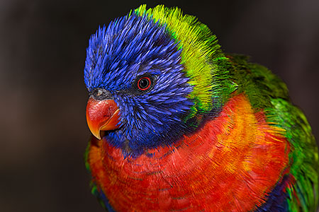 Lorikeets in Tucson, Arizona 