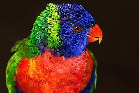 Lorikeets in Tucson, Arizona 