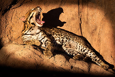 Ocelot in Tucson 