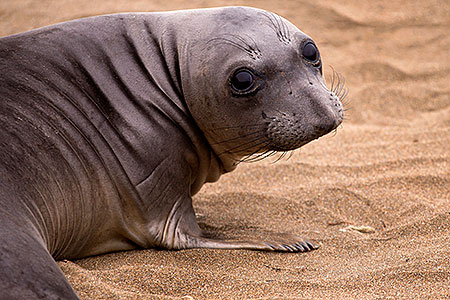 Elephant Seal in San Simeon, California 
