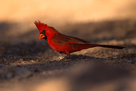 Cardinal in Tucson 