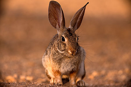 Desert Cottontail 