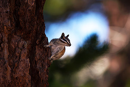 Chipmunks in Eastern Sierra 