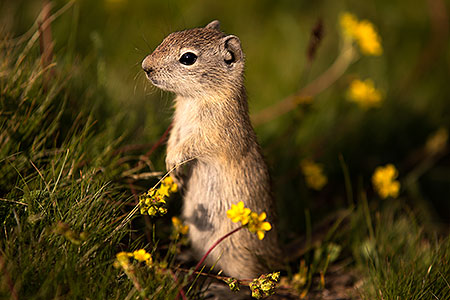 Ground Squirrels in Eastern Sierra, California 