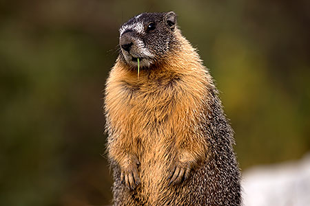 Yellow Bellied Marmot in Eastern Sierra, California 