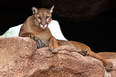 Mountain Lion 