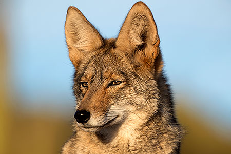 Coyote in Tucson 
