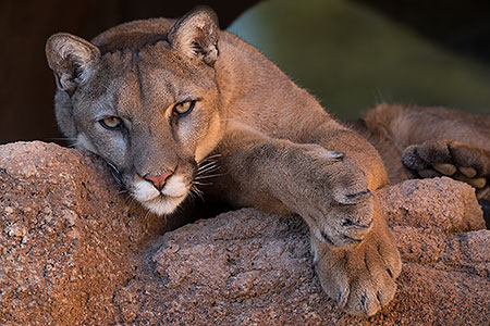 Mountain Lion 