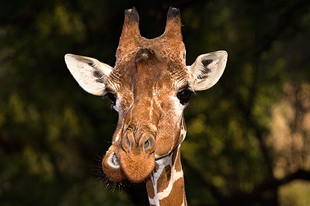 Giraffe at Reid Park Zoo 