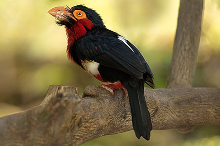 Bearded Barbet at Reid Park Zoo 