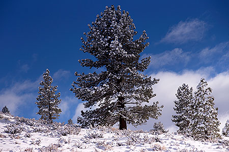 Eastern Sierra Mountains in winter 