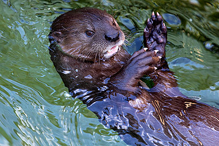 African Spotted Necked Otter at Reid Park Zoo 