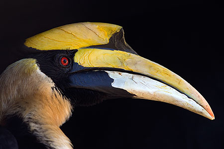 Great Hornbill at Reid Park Zoo 