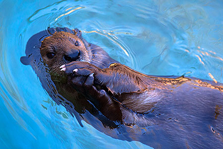African Spotted Necked Otter at Reid Park Zoo 