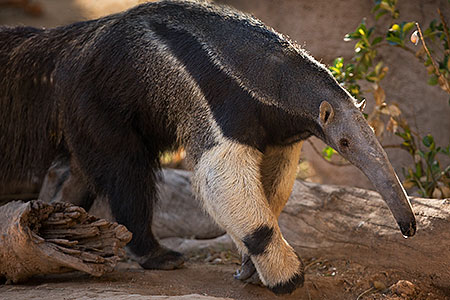 Giant Anteater at Reid Park Zoo 