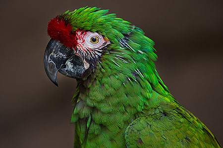 Military Macaw at Reid Park Zoo 