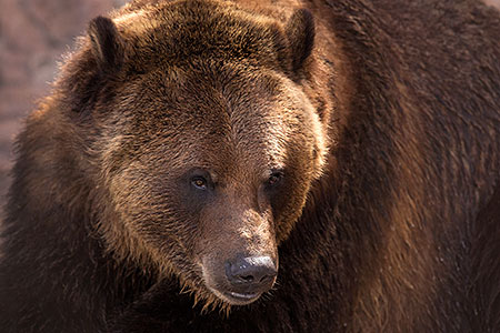 Grizzly Bear at Reid Park Zoo 