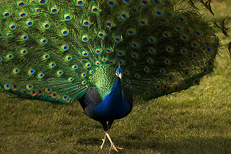 Peacock at Reid Park Zoo 