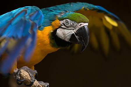 Blue-and-Gold Macaw at Reid Park Zoo 