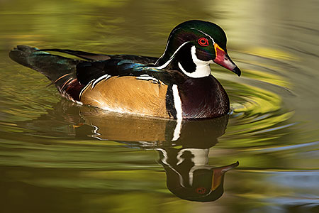 Wood Duck at Reid Park Zoo 