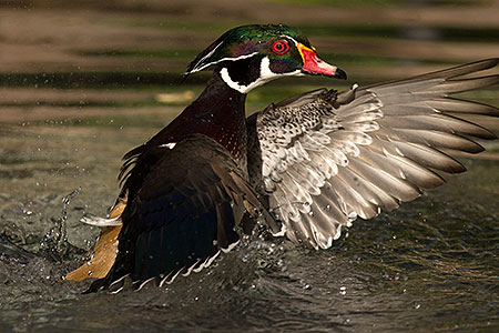 Wood Ducks at Reid Park Zoo 