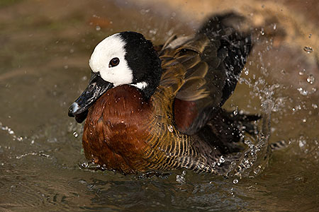 Wood Duck at Reid Park Zoo 