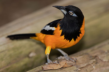 Troupial at Reid Park Zoo 